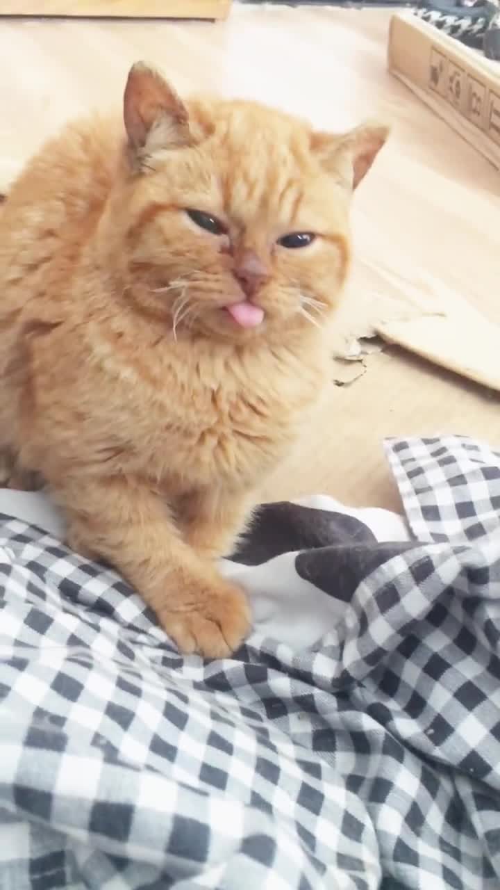 梦见大鸡腿了吗
