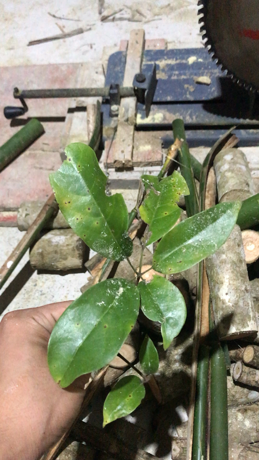 今去砍竹子!没砍成!倒是砍了些鸭脚木回来