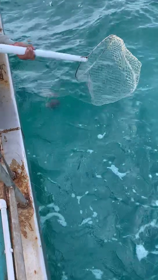 海鲤