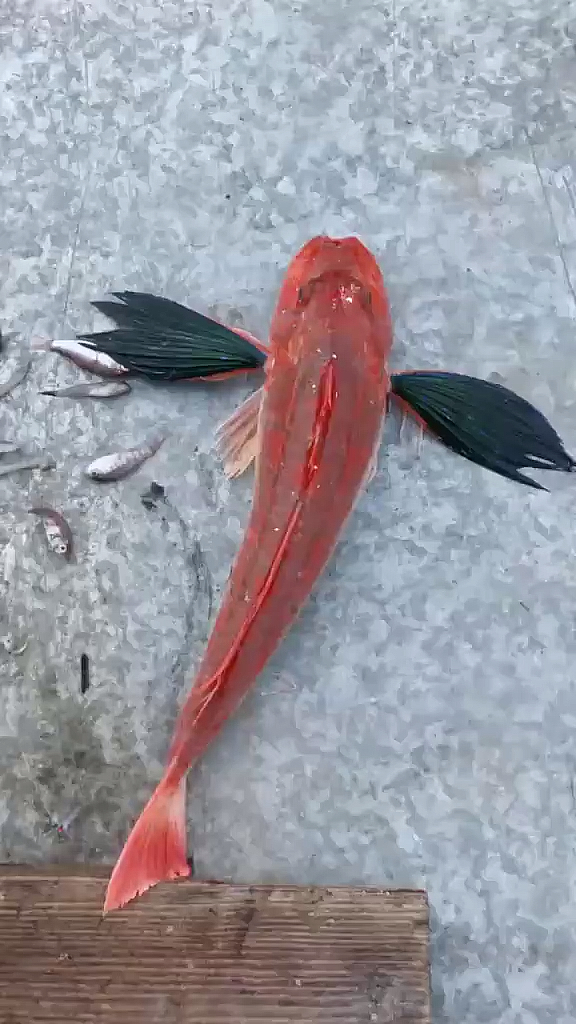 #野生动物#绿鳍鱼,常见食用鱼,俗称红姑娘,是不是很好看