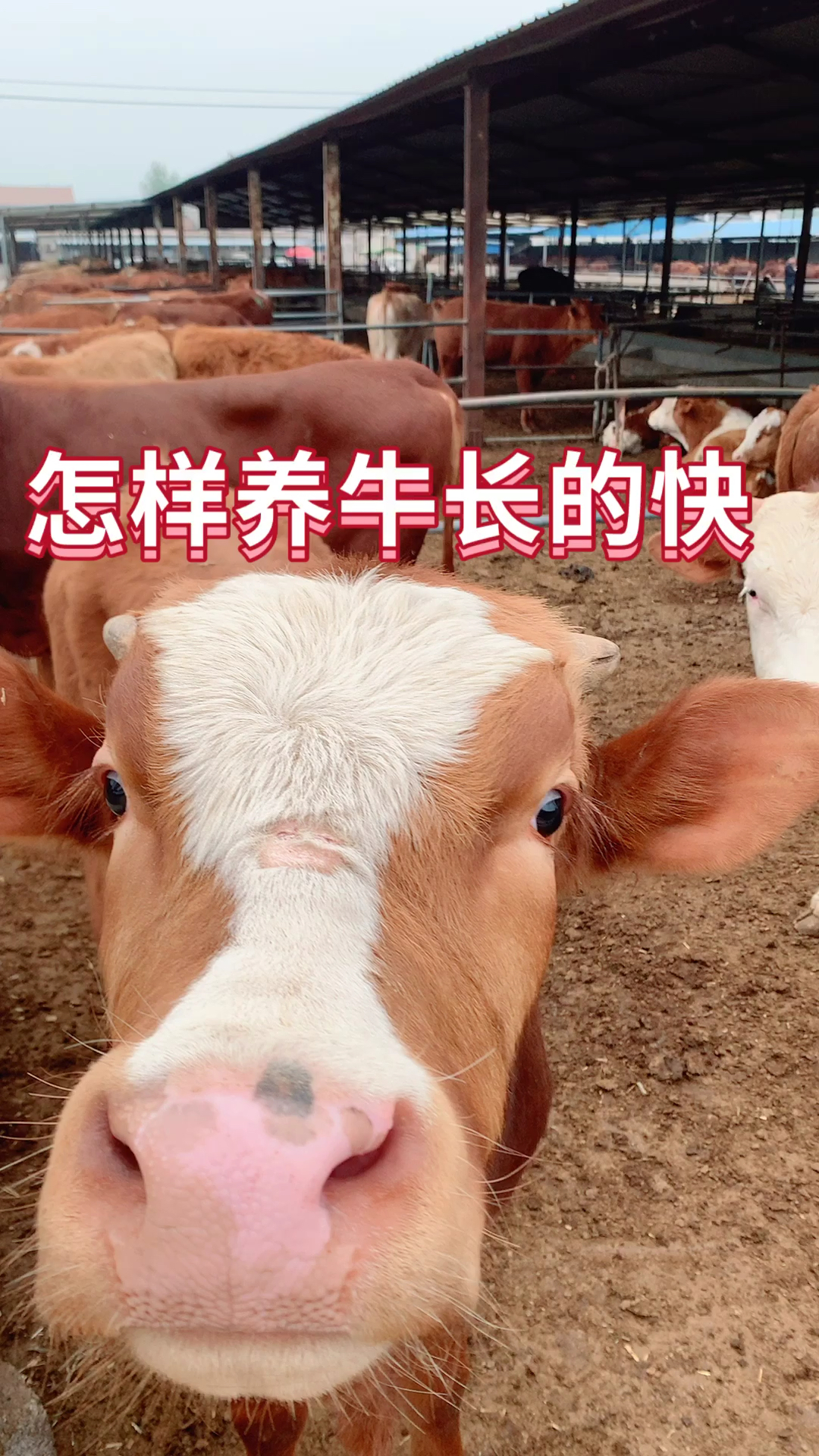 养殖什么品种肉牛比较好