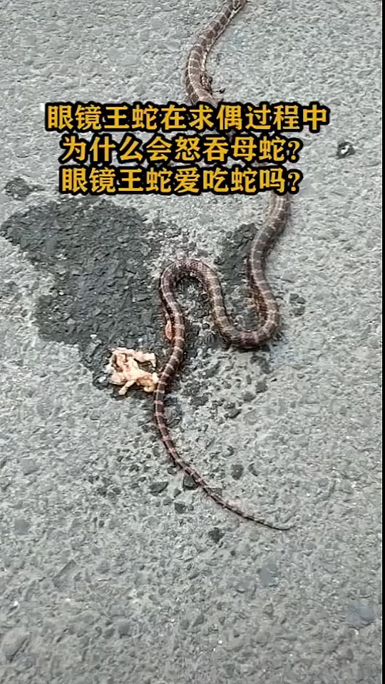 眼镜王蛇在求偶过程中,为什么会怒吞母蛇,眼镜王蛇爱吃蛇吗
