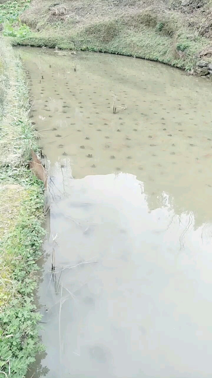 高山鱼