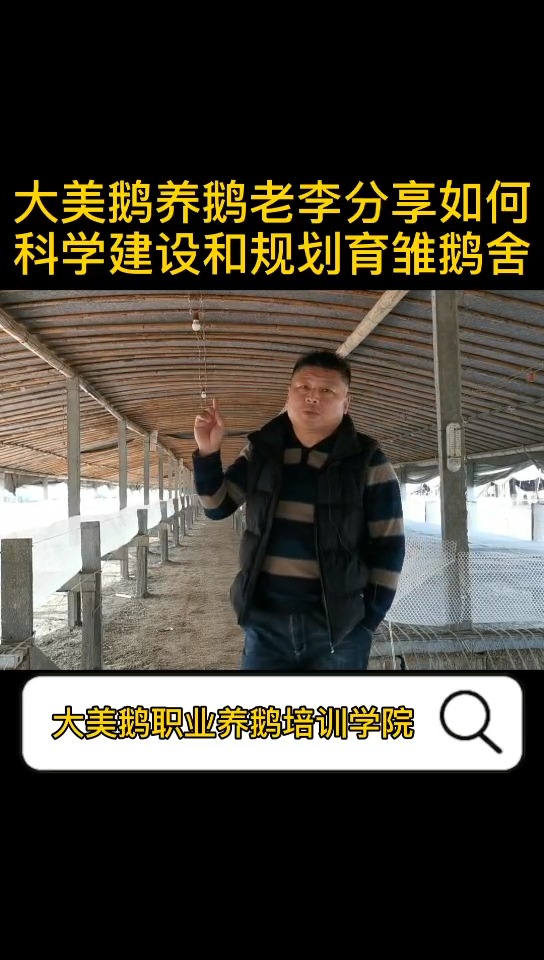 怎样合理建造育雏鹅舍,大美鹅老李分享如何科学建设规划育雏鹅舍