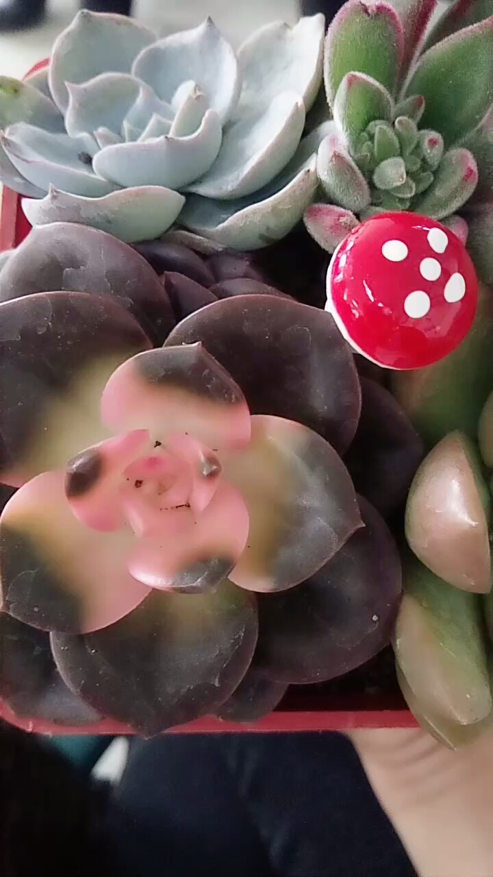 新买的四棵合盆最喜欢那颗巧克力锦