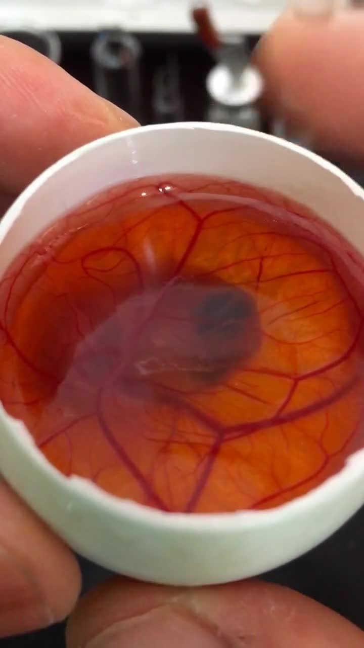 鸭蛋壳里孵化的小鸡第十二天持续更新中