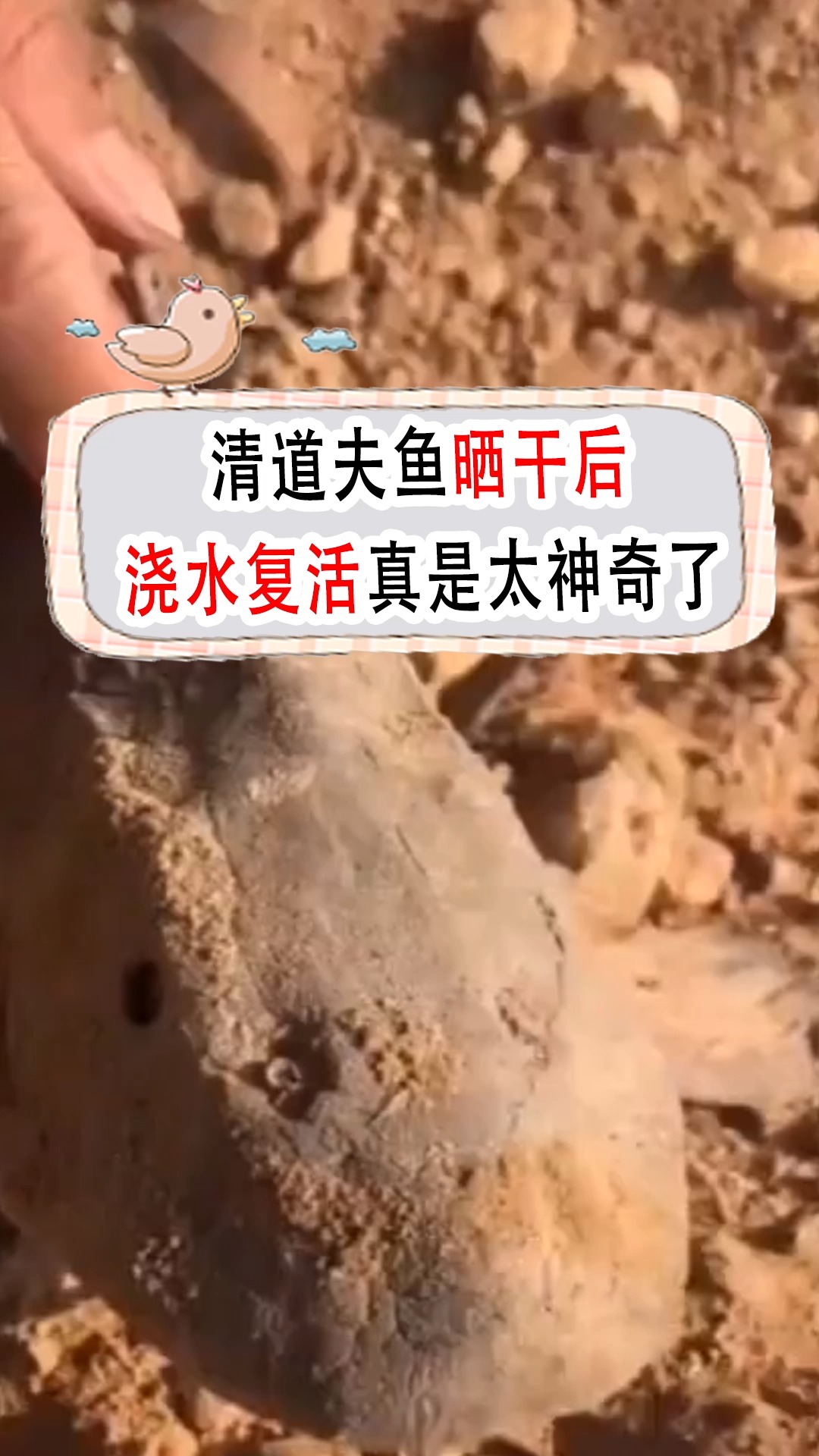 清道夫鱼晒干后,浇水还能复活,真是太神奇了