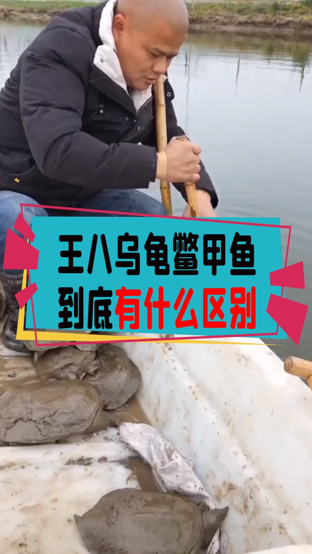 #奇闻趣事抢先看#王八、乌龟、鳖、甲鱼到底有什么区别?