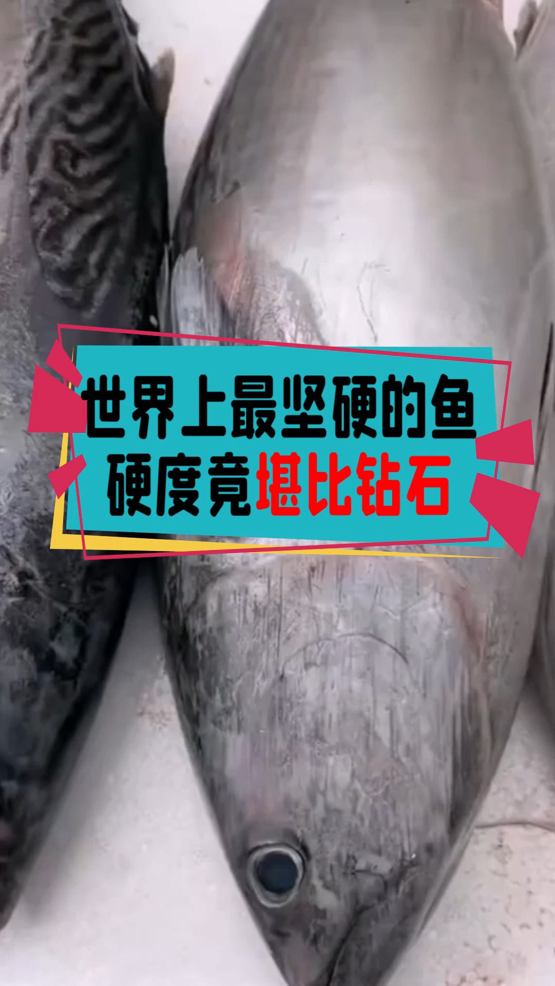 #奇闻趣事抢先看#世界上最“坚硬”的鱼,硬度竟堪比钻石,有人用它做了一把刀!