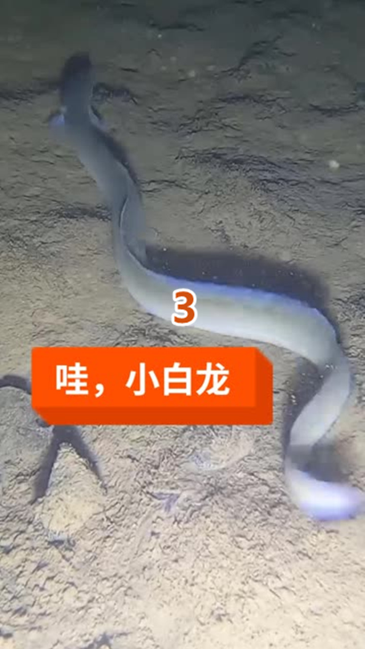 #户外抓鱼#小伙深夜大河里抓鱼,奇遇一条罕见小白龙鱼