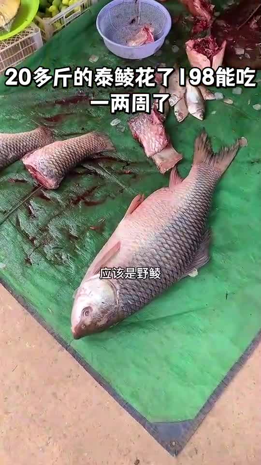 20多斤的泰鲮花了198能吃一两周了