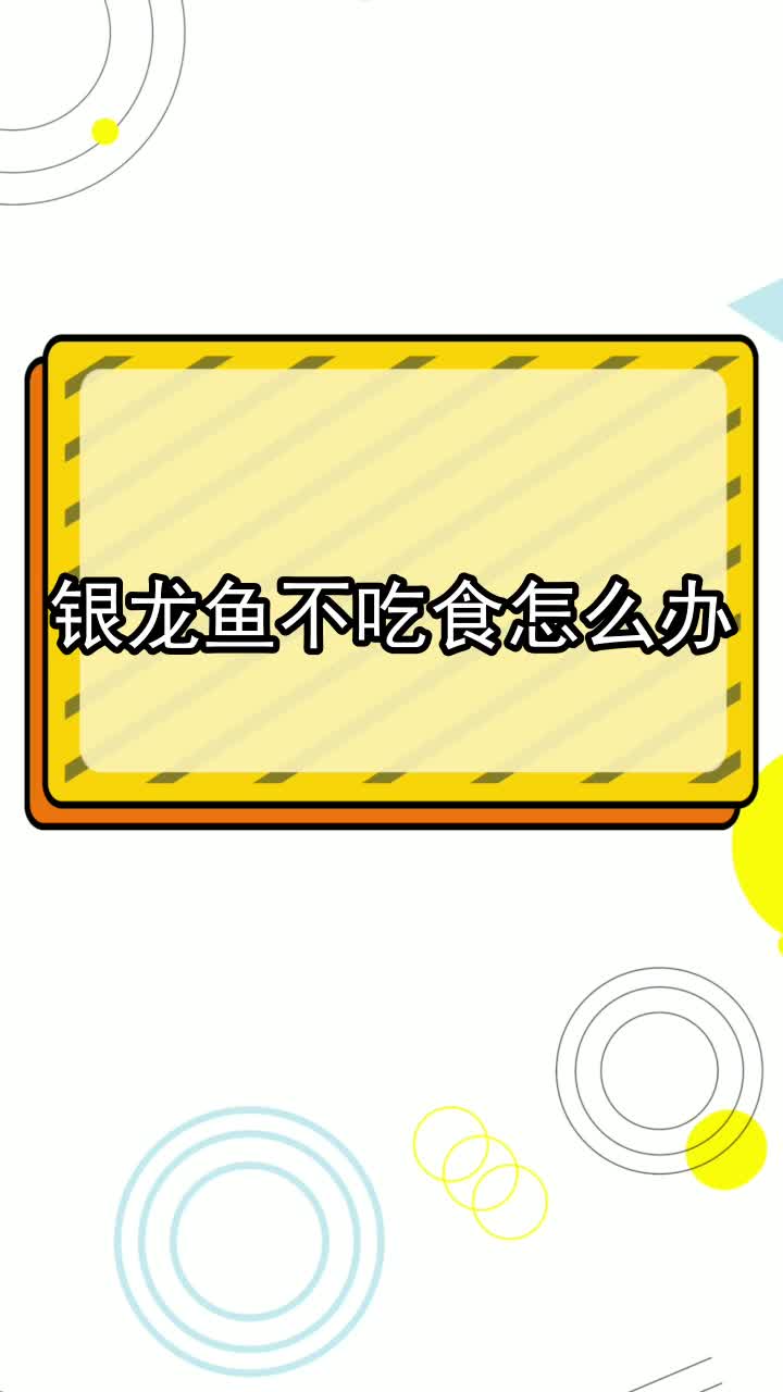 银龙鱼不吃食怎么办,你听懂了吗