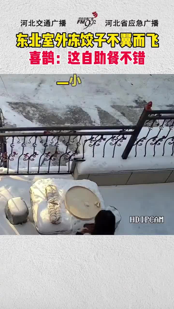 东北室外冻饺子不翼而飞喜鹊:这自助餐不错