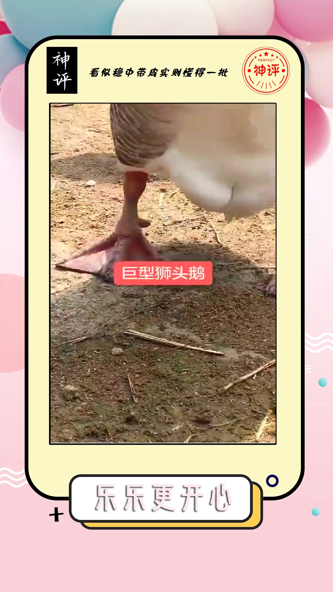 #搞笑#中国体型最大的鹅,名叫狮头鹅,不知道一锅能不能炖开!