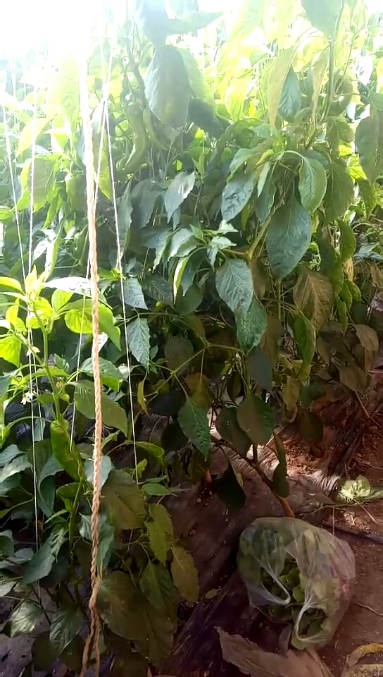 东北大棚里的辣椒树,怎么样