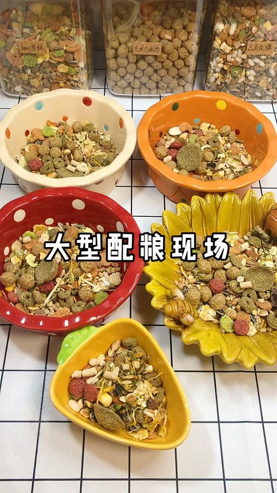 #仓鼠  #金丝熊 集体配粮太爽了!!我已经开始期待下一次了