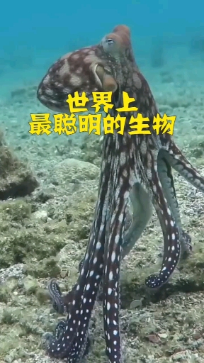 他成为海底爱因斯坦。