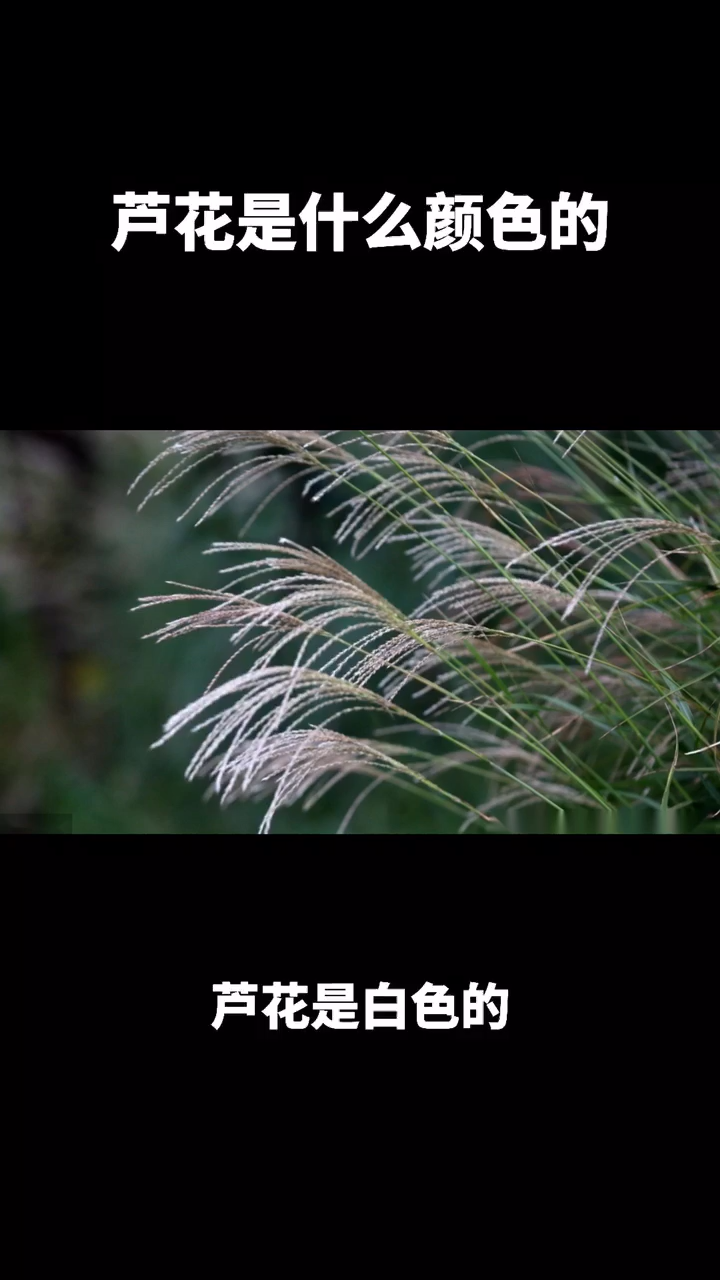 芦花是什么颜色的