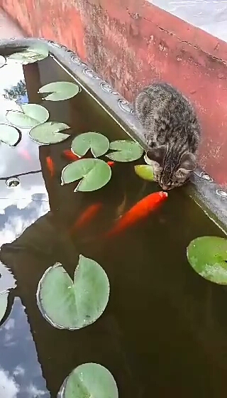 猫咪恋上鱼,只能眼睁睁的看着你,近在咫尺,触不可及  