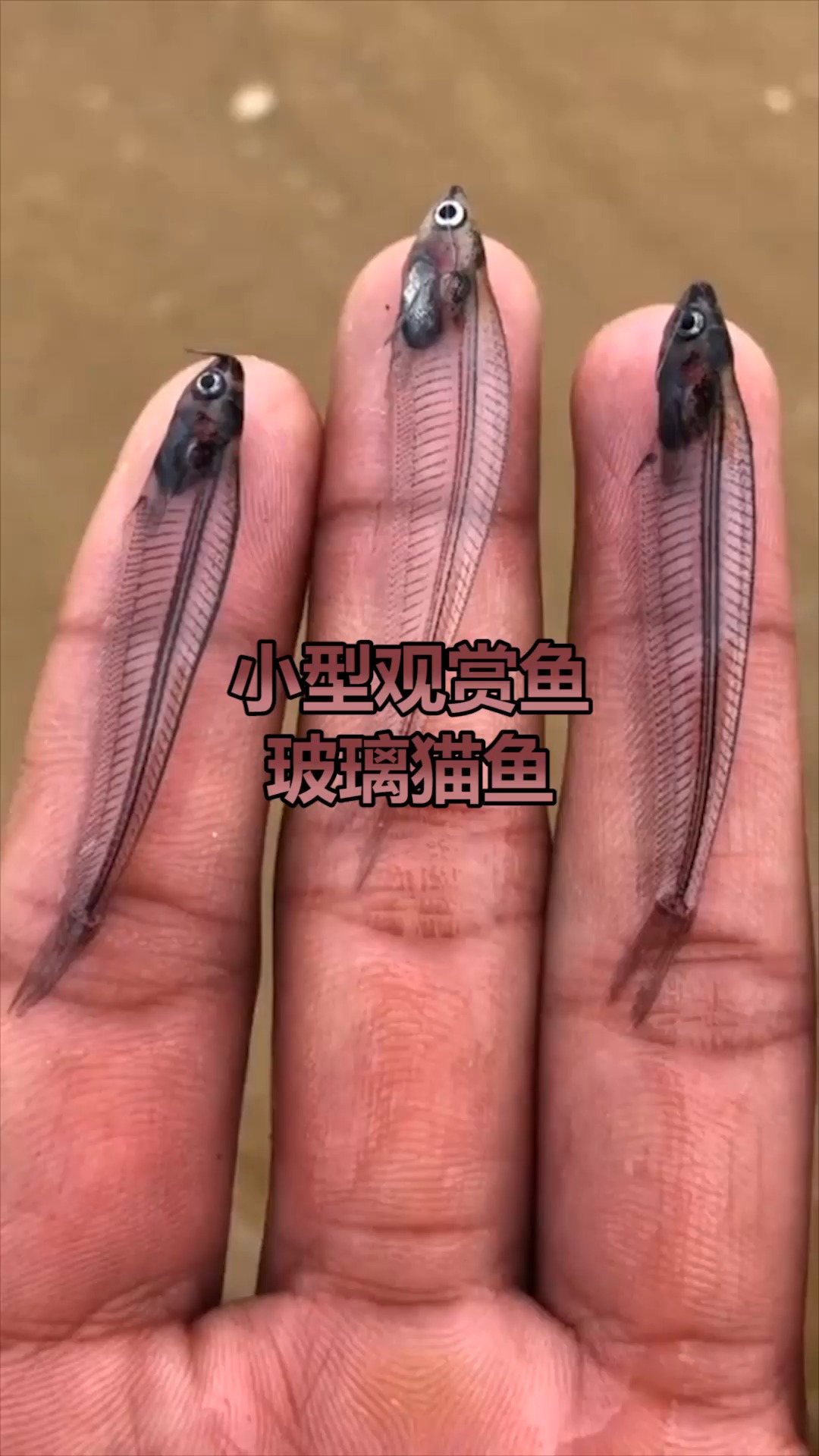 玻璃猫鱼,你们见过吗,透明如玻璃,今天带你见识下