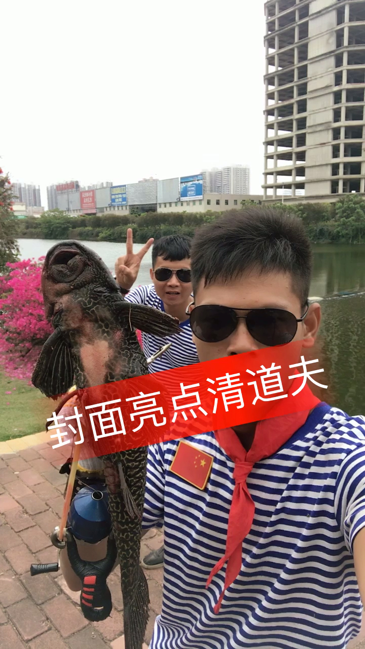 清道夫鱼破坏堤坝貌似已经泛滥成灾!