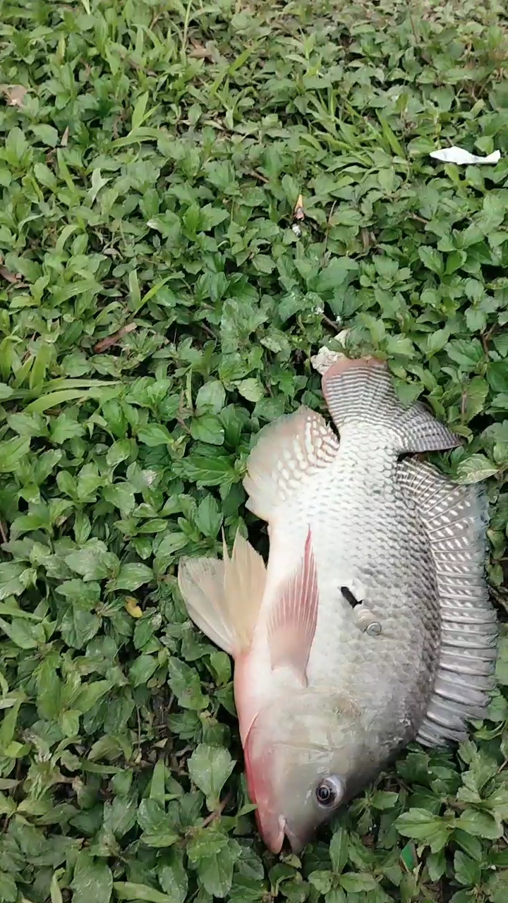 #黑暗料理之王#彩色罗非一条