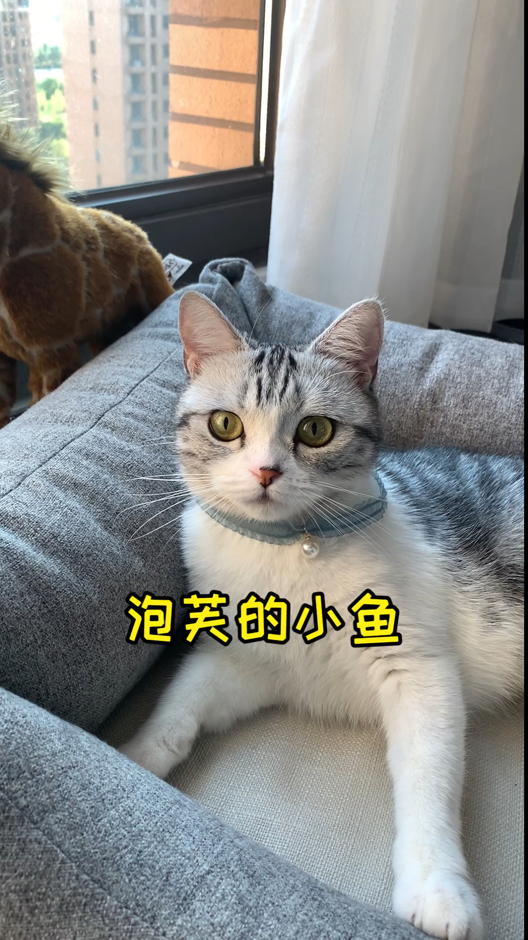 #家有猫咪#是时候看看泡芙的真面目了!