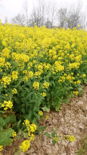 油菜花开