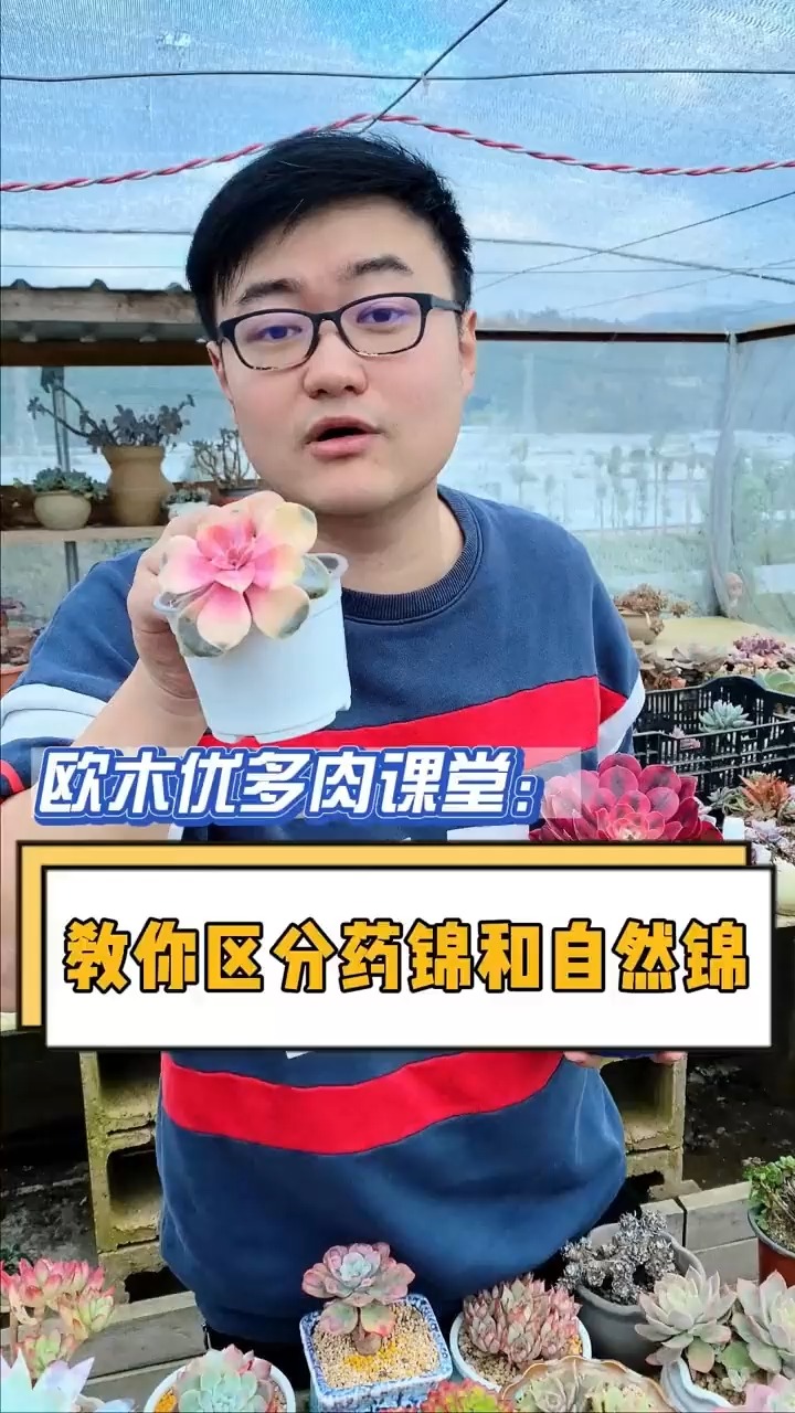 你踩过药锦的坑吗?如何区分药锦和自然锦呢?这个视频告诉你,赶紧避坑吧#多肉#