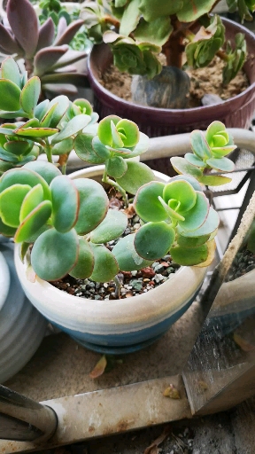 #白姬之舞#不大热门的植物