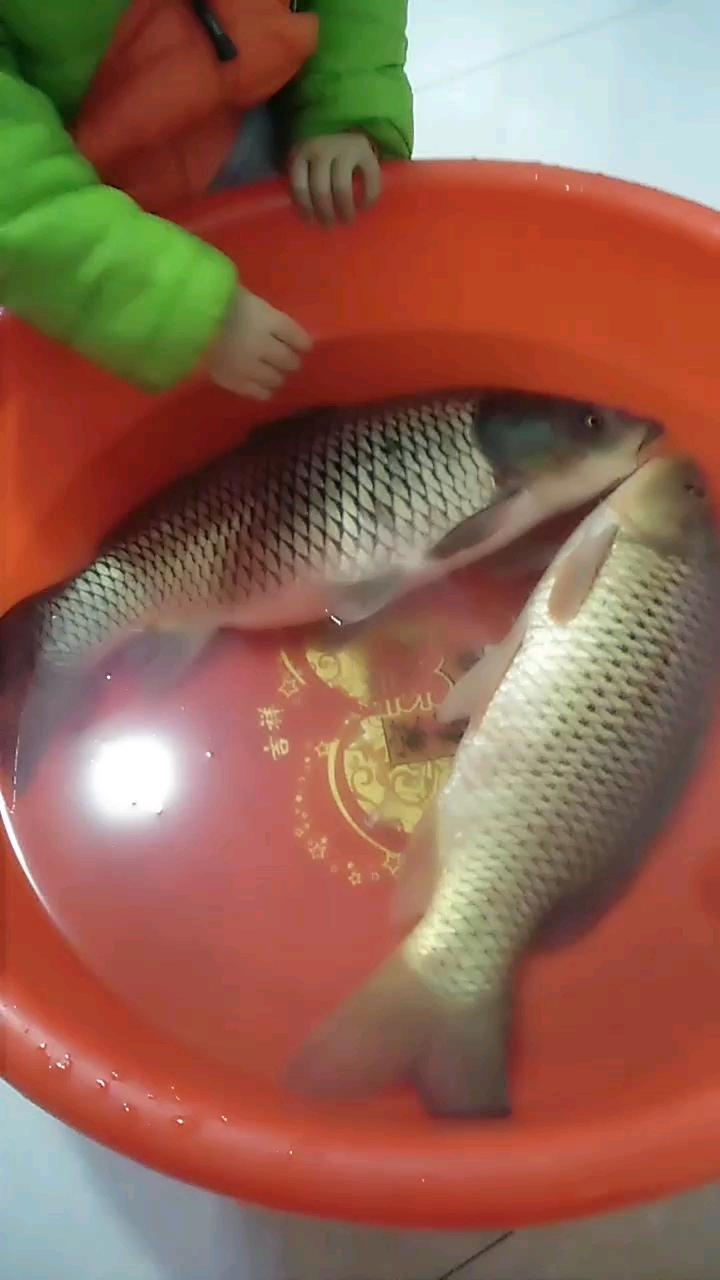 大鲤鱼