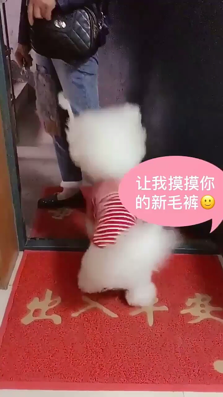 #我家萌宠成精了#太调皮了