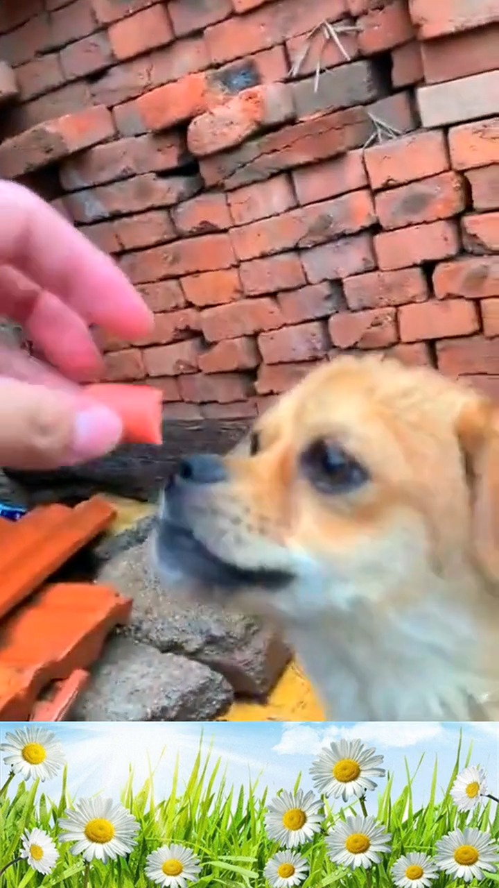 #娱乐#这狗狗嘴上说不要,身体还是很老实的