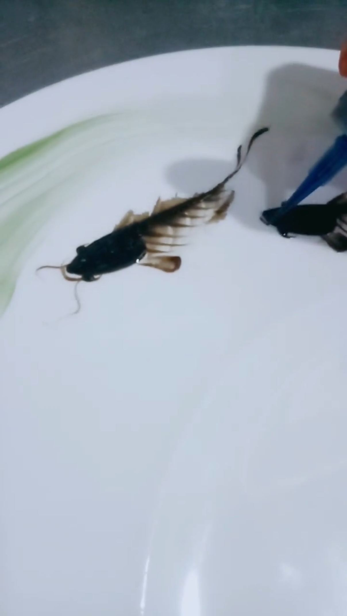 #指尖作画#鱼儿水中游