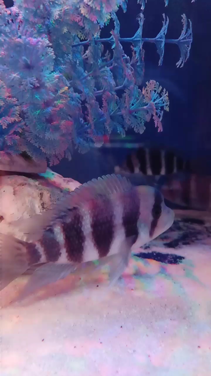 分享视频