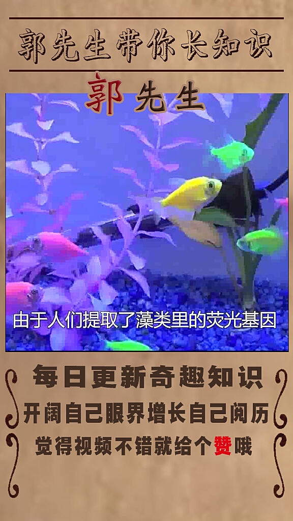 颜色最怪异的动物之荧光鱼