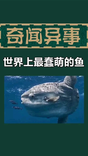 世界上最蠢萌的鱼
