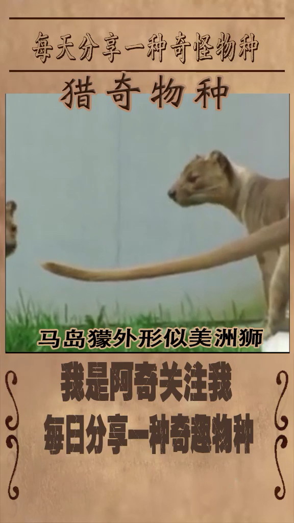 被称为偷鸡贼,长得像狗又像狮子,没有天敌却濒临灭绝