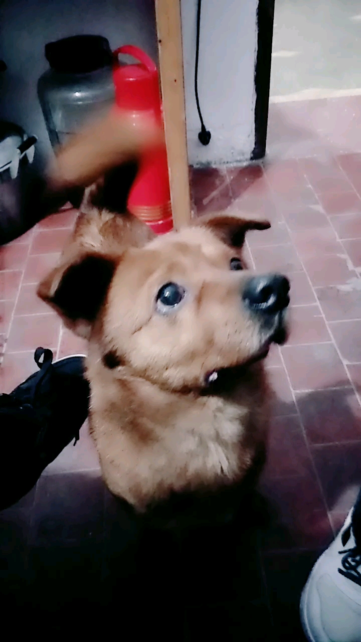 狗!不能吃蛋糕和巧克力哦!