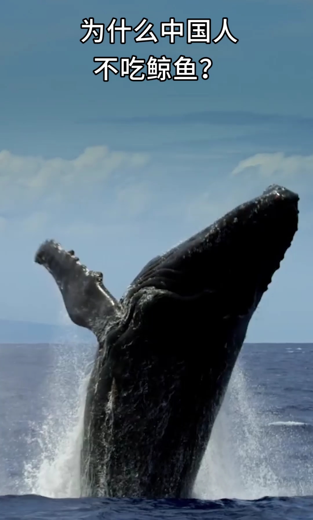 为什么中国人不吃鲸鱼?