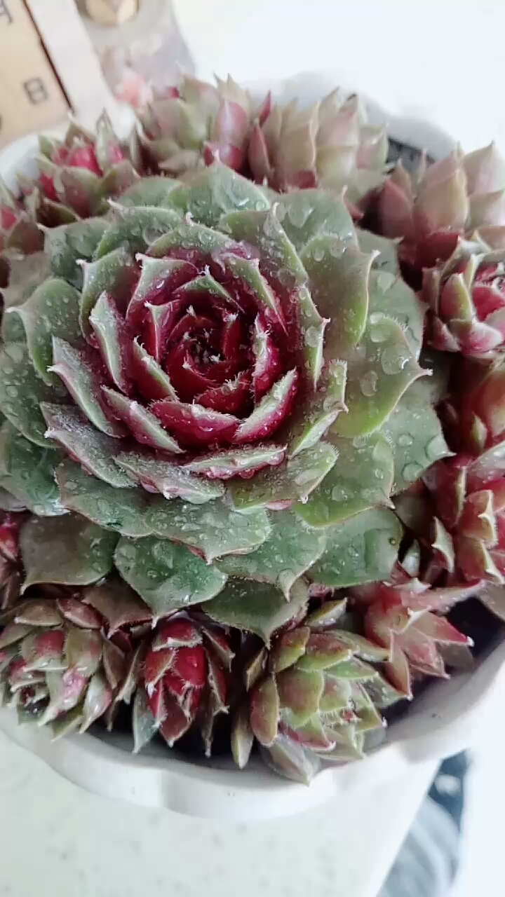 #我要K歌#冰火芙蓉