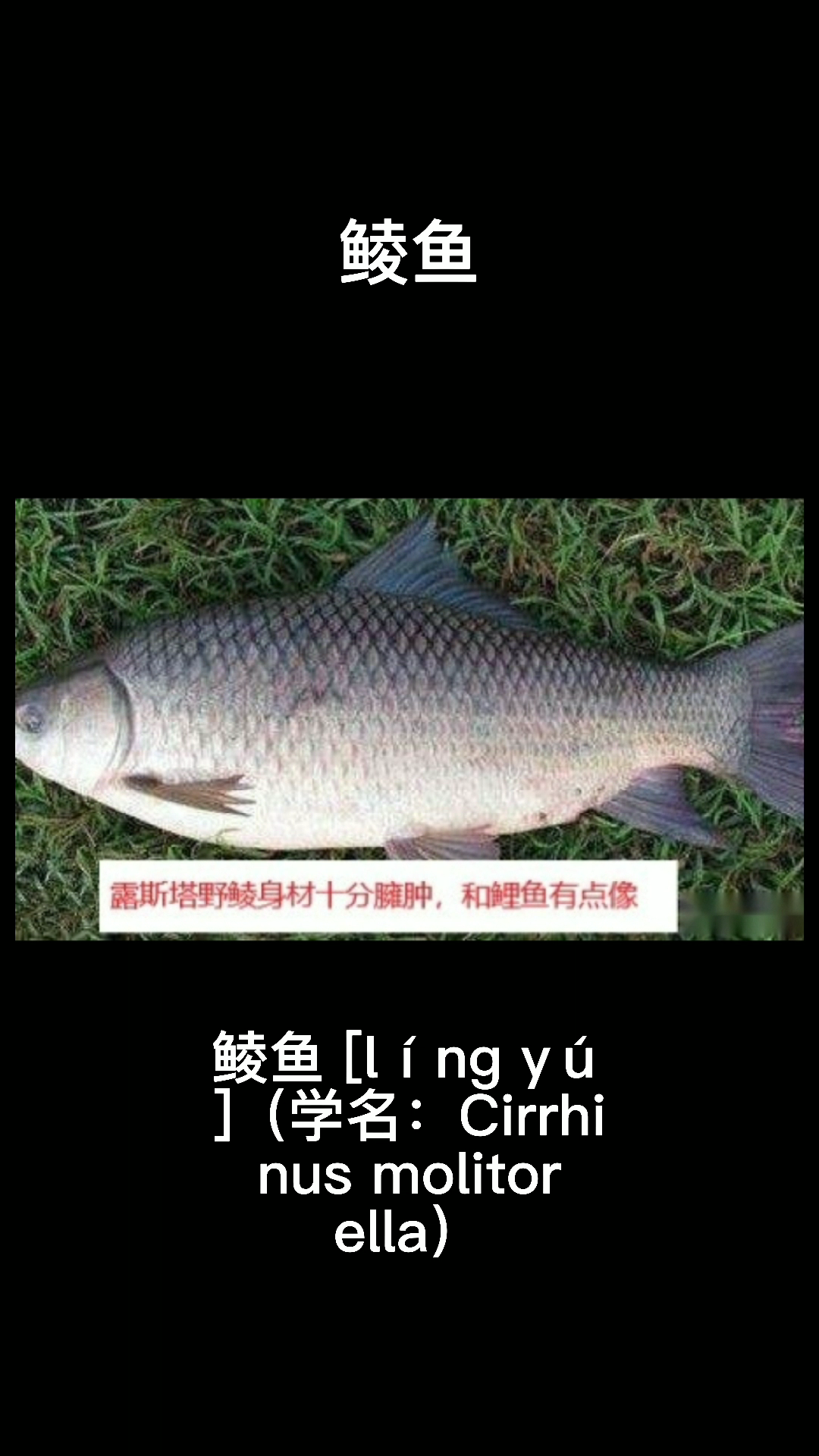 鲮鱼应该怎么读。