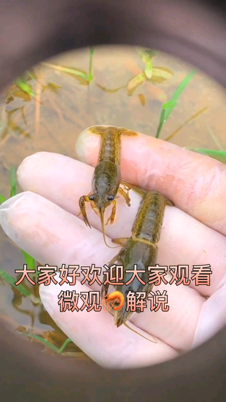 表哥科普龙虾寄生虫!