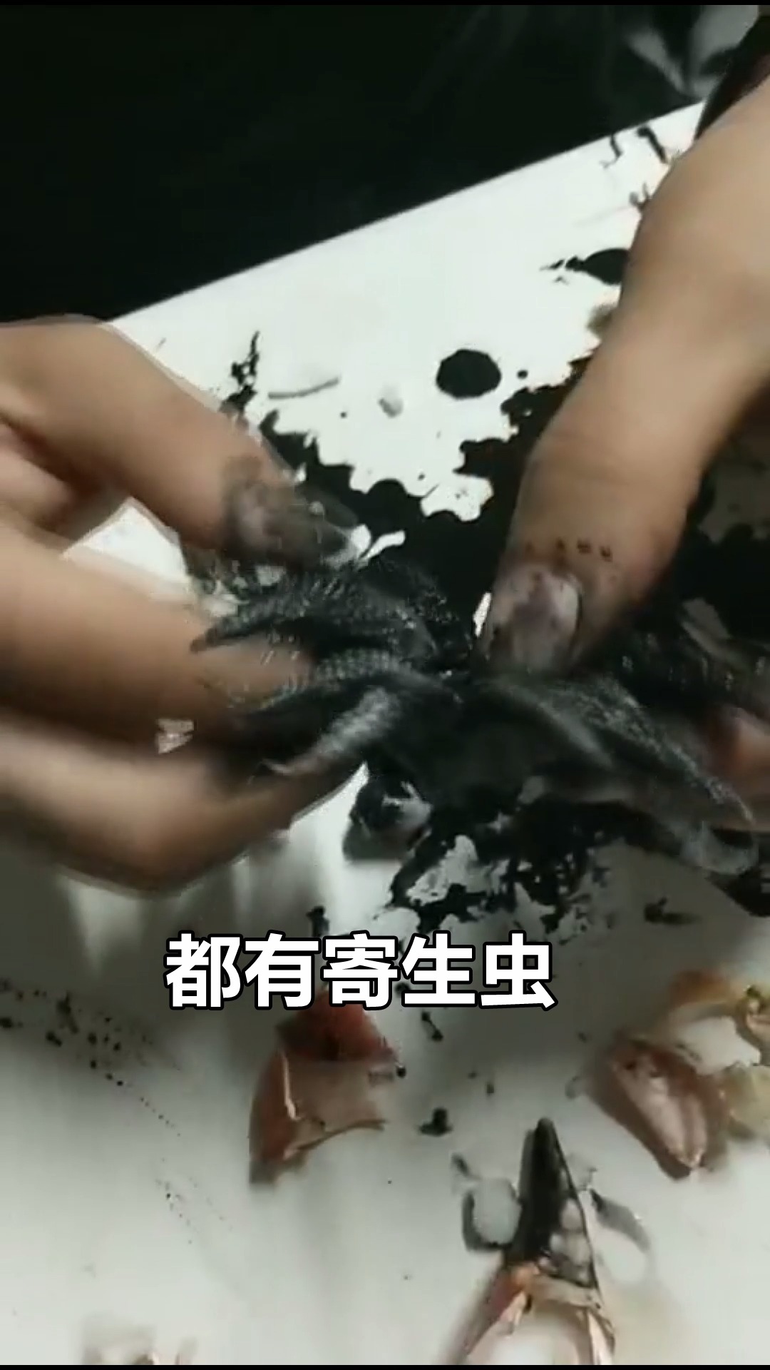 日本人那么爱吃的生吃鱿鱼真的安全吗?里面会有寄生虫吗?
