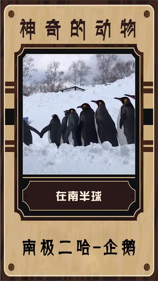 黑白配色好像真的是动物界的智商诅咒