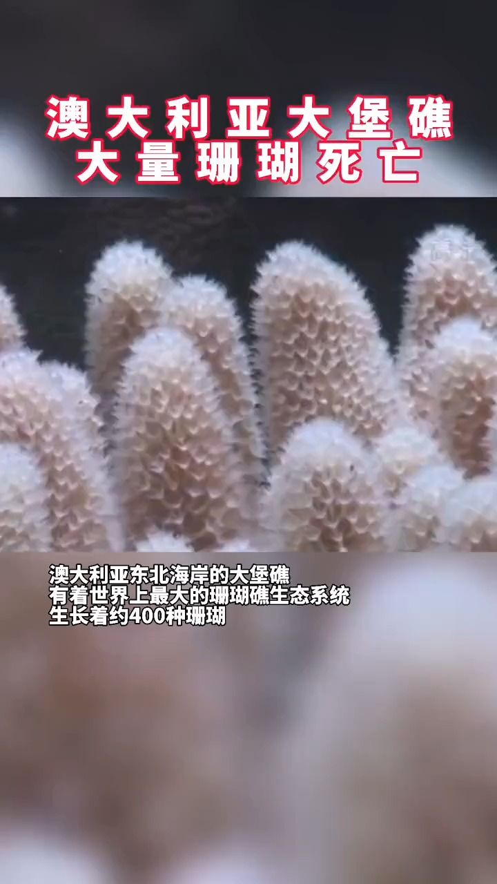 二氧化碳 关注!澳大利亚大堡礁大量珊瑚死亡
