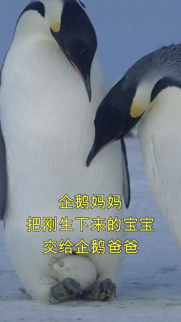 他真的不想走