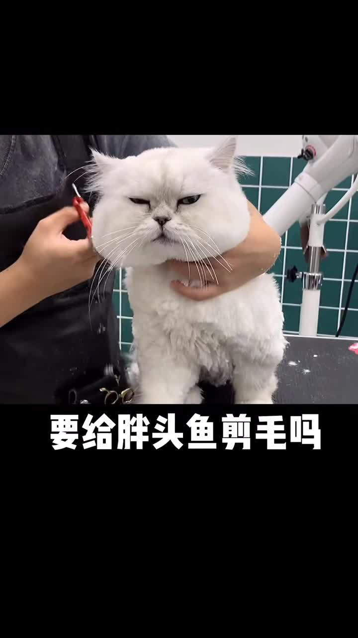 #萌宠#也不是不想给胖头鱼留长发,只不过