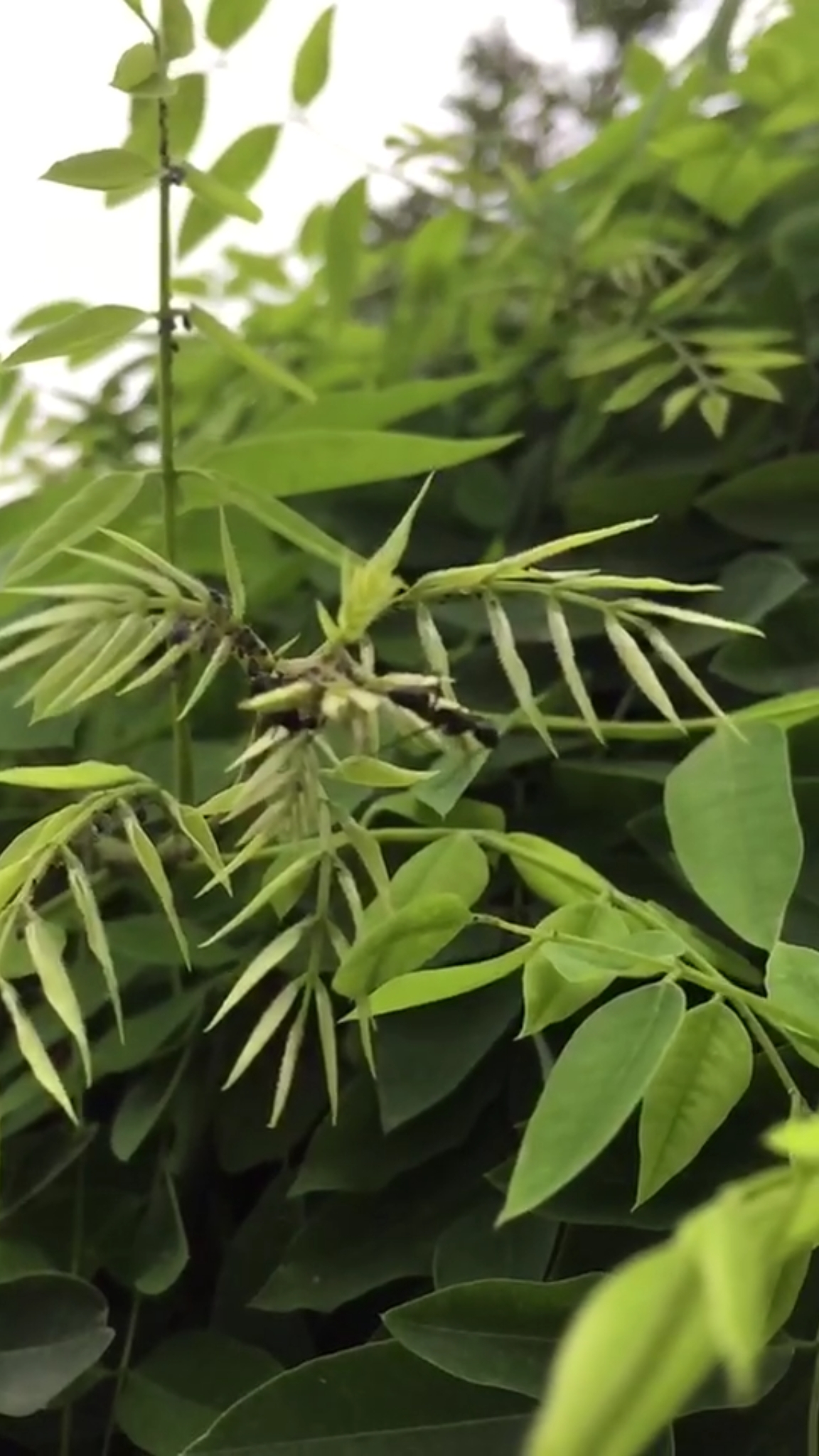 #夏天就要这么过#慢动作看蚂蚁上树!