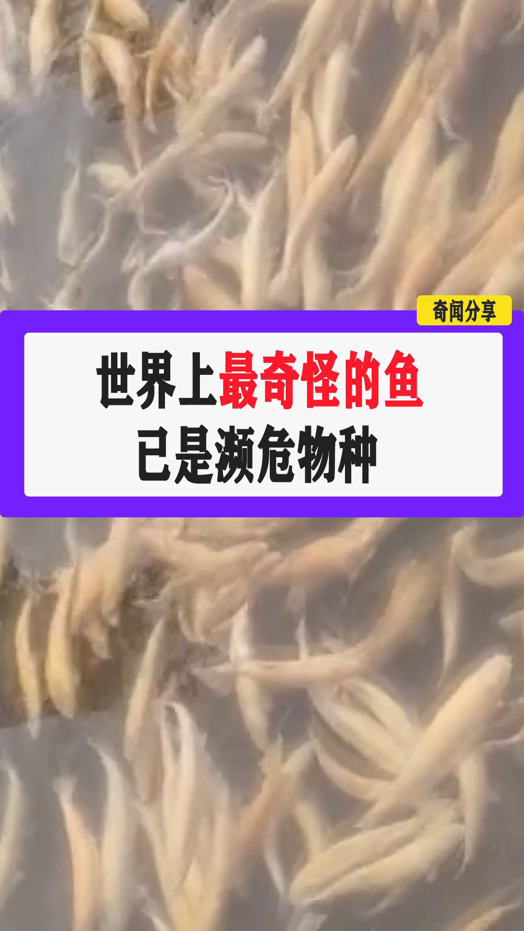 #奇闻趣事#世界上最奇怪的鱼,已是濒危物种